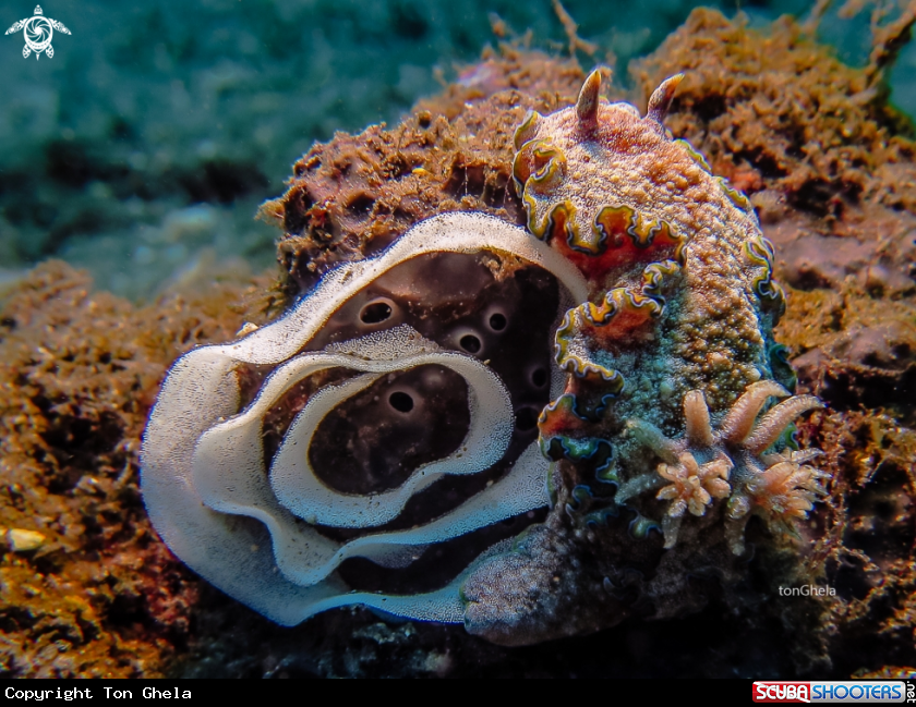 A Nudibranch