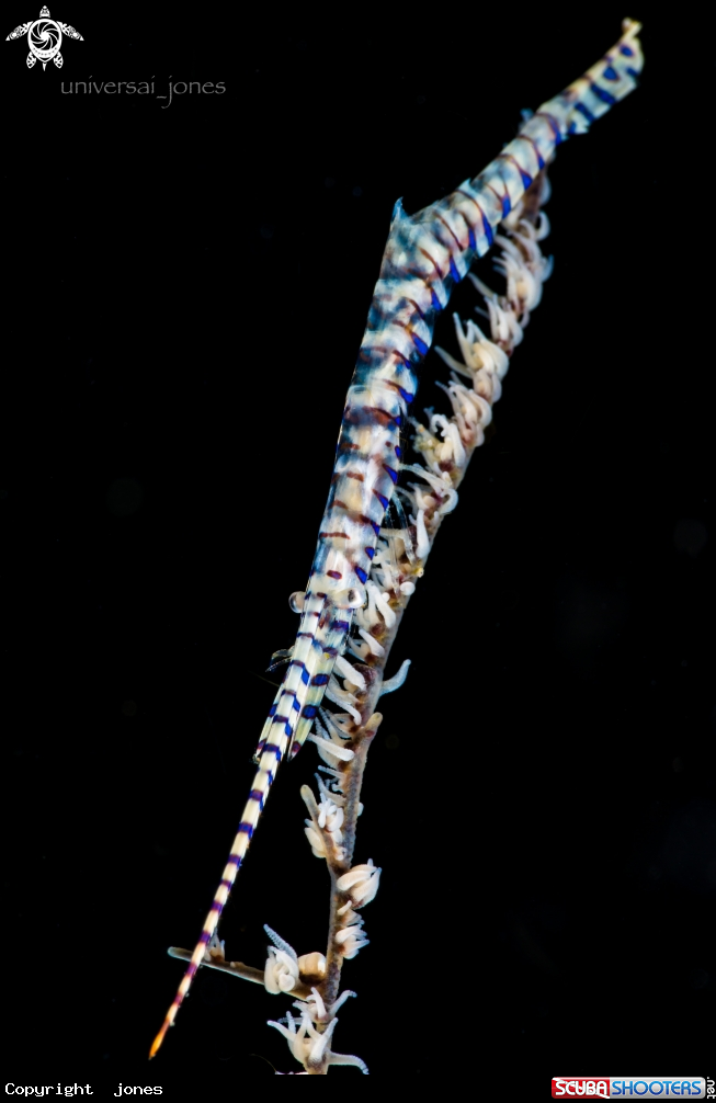 A Sawblade Shrimp