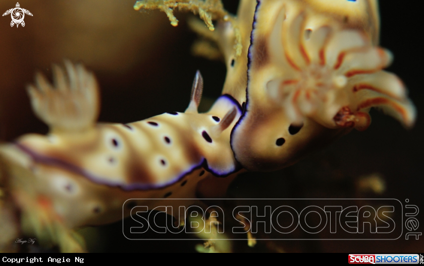 A Nudibranchs 