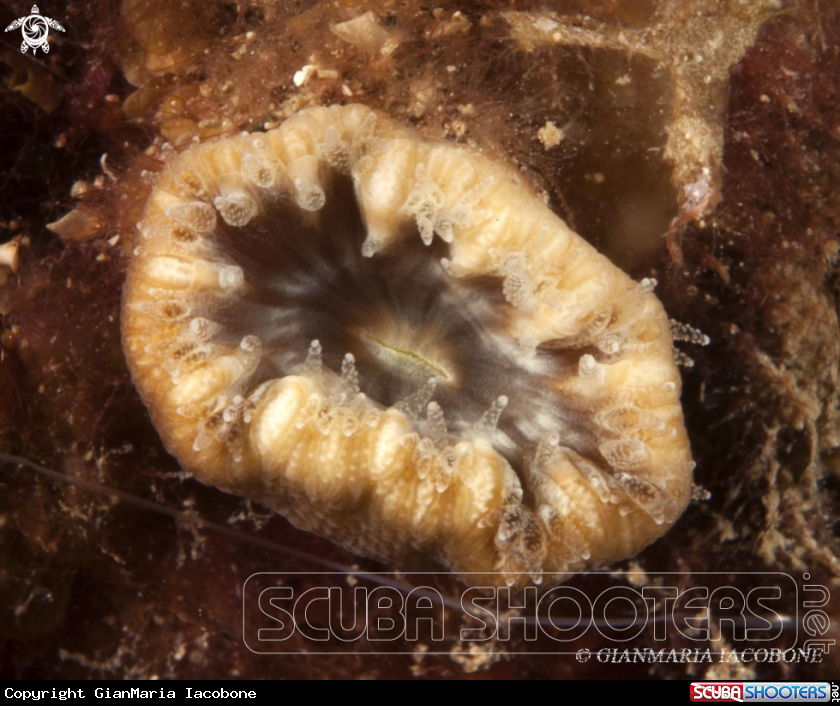 A Cariophillia