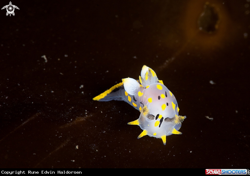 A Polycera quadrilineata