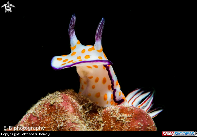 A nudi