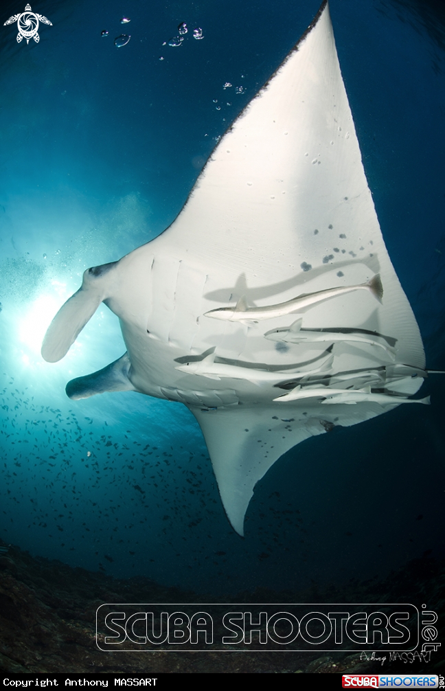 A Manta