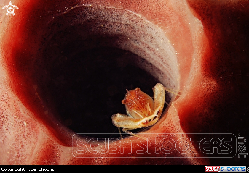 A Phantom snapping shrimp