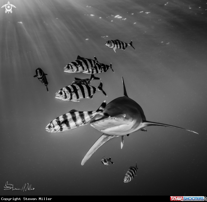 A Oceanic Whitetip Shark