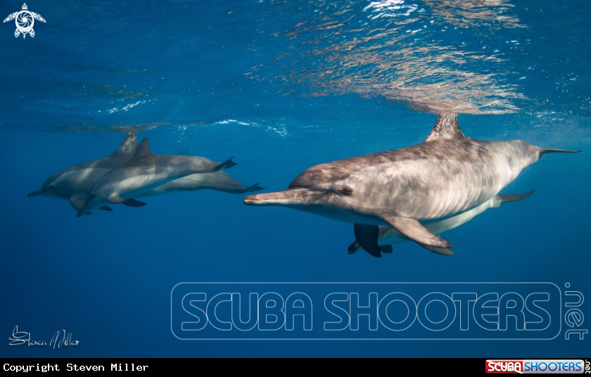 A Spinner Dolphin