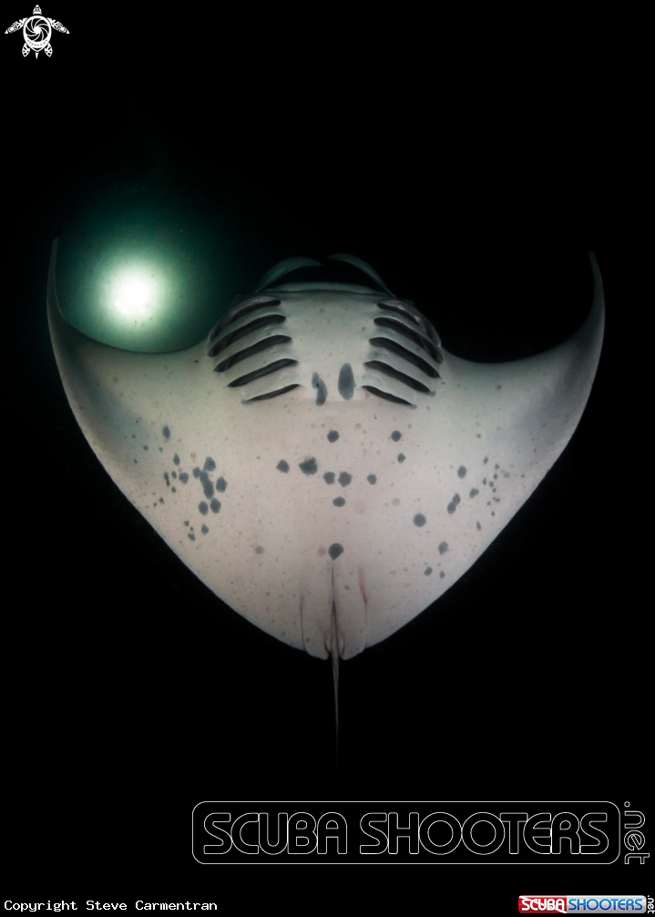 A Manta Ray