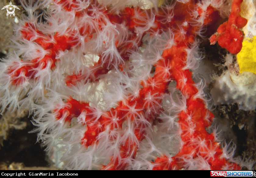 A Red Coral