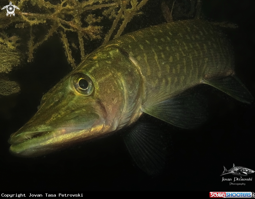 A Štuka / Pike