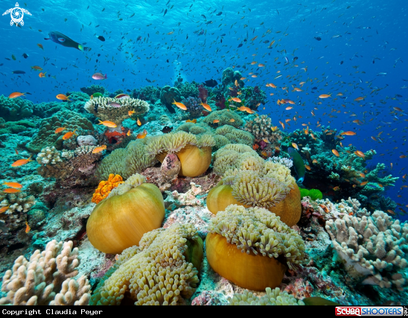 A Anemones in a typical reefside in Fiji