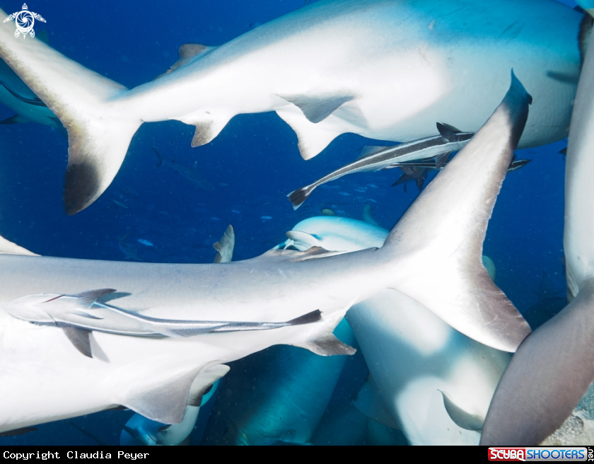 A grey reefsharks - feeding frenzy