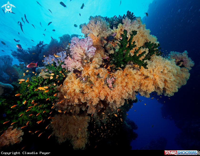 A softcorals, black cupcorals, antias and more