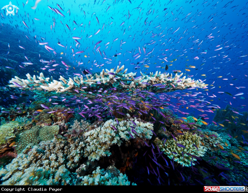 A Table coral with antias