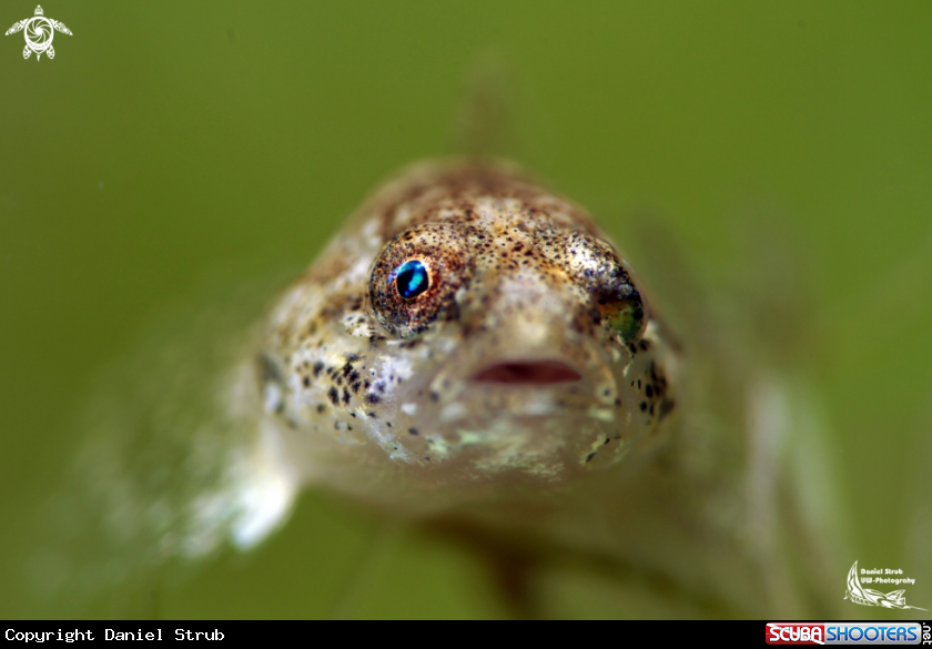 A European bullhead