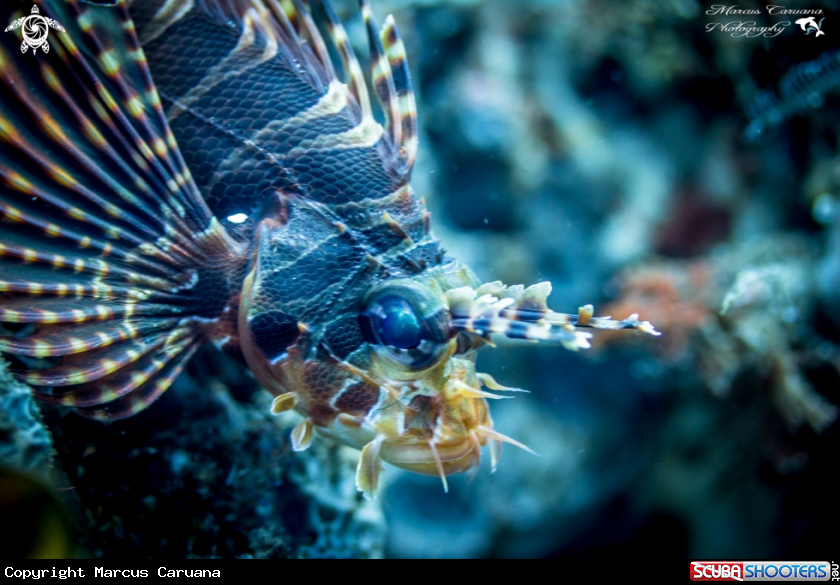A Scorpion Fish