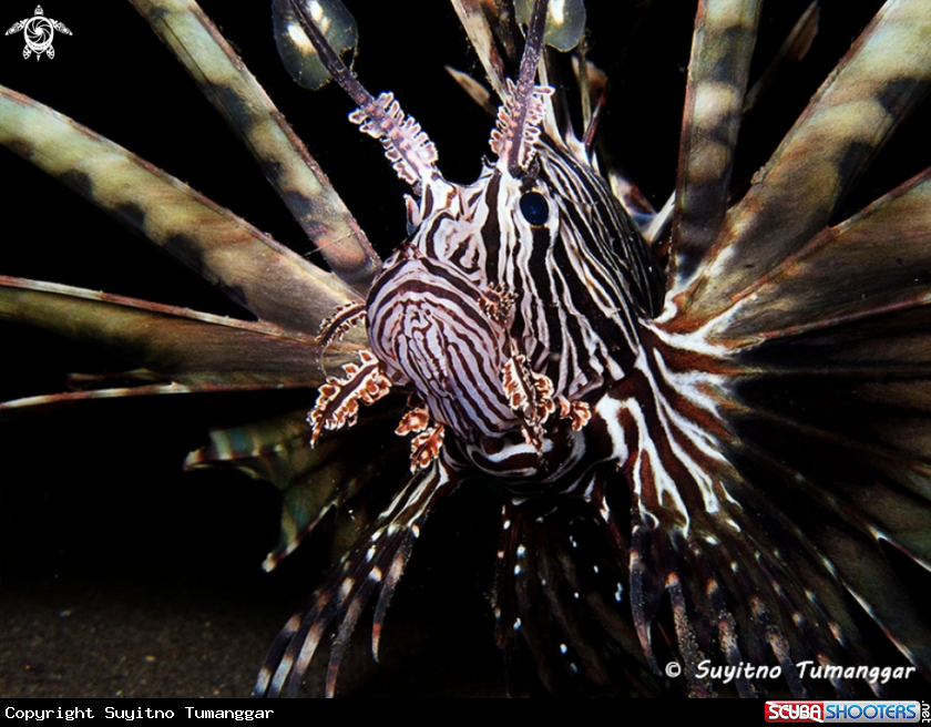 A  Lionfish