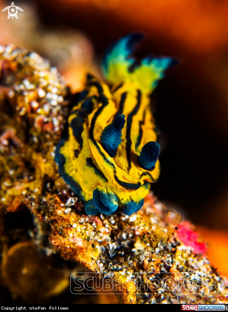 A Nudibranch