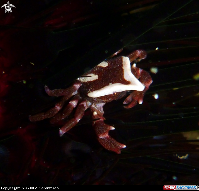 A Crab 