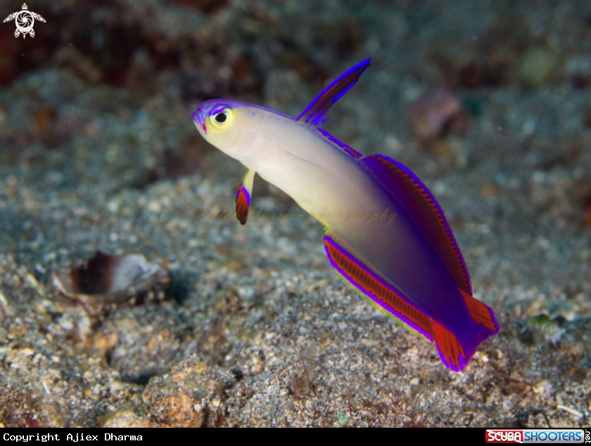 A fire dartfish