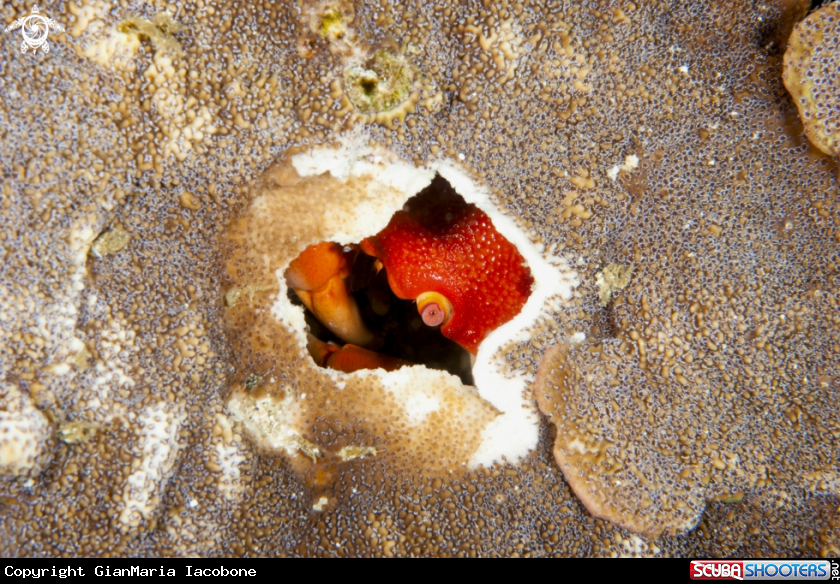 A Crab