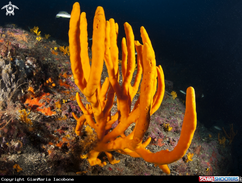 A Axinella