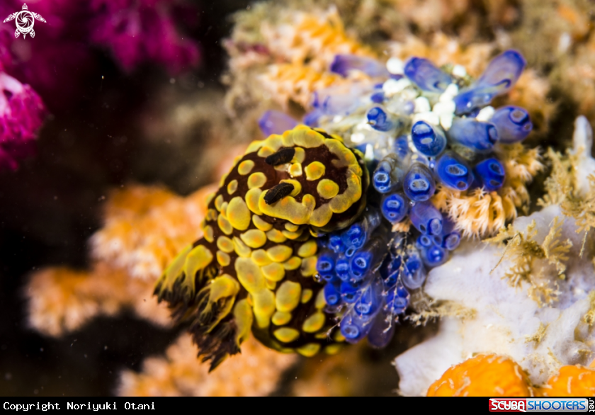 A Nudi