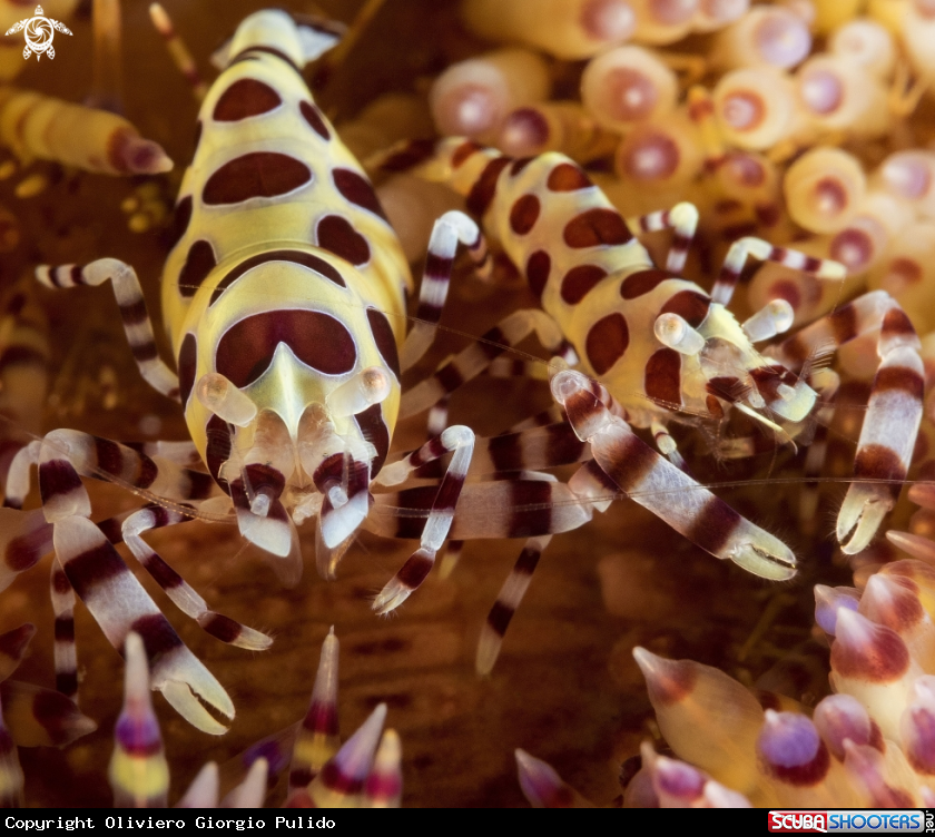 A Coleman Shrimp