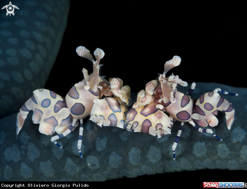 A Harlequin Shrimps