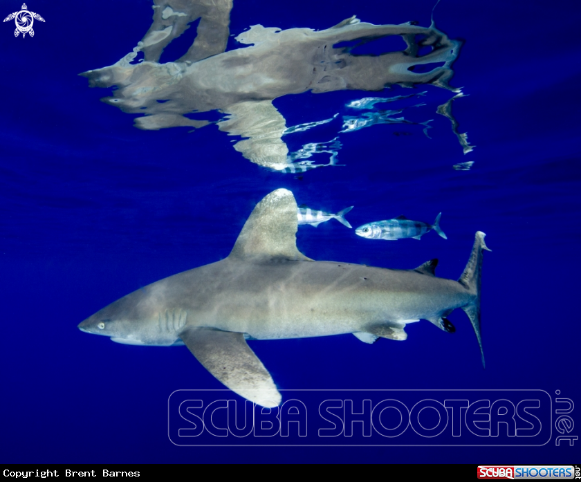 A Oceanic White Tip Shark