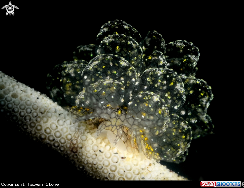 A Nudi