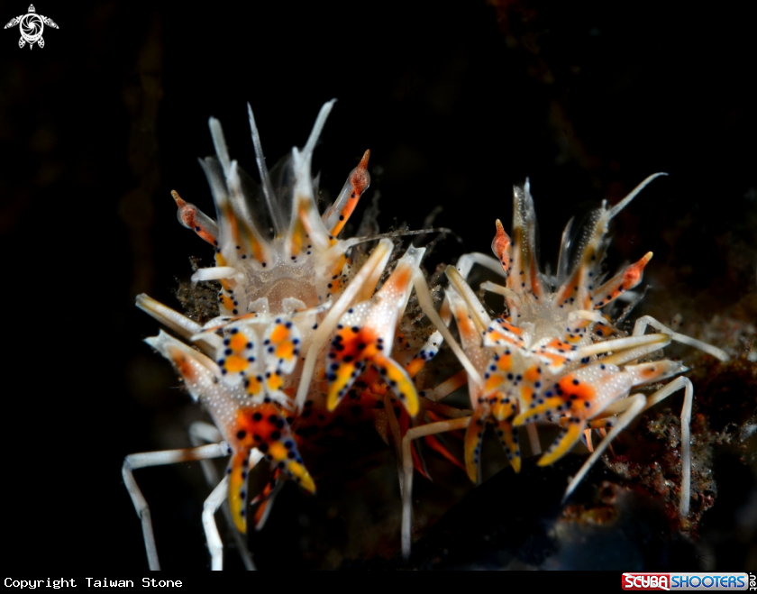 A Tiger Shrimp