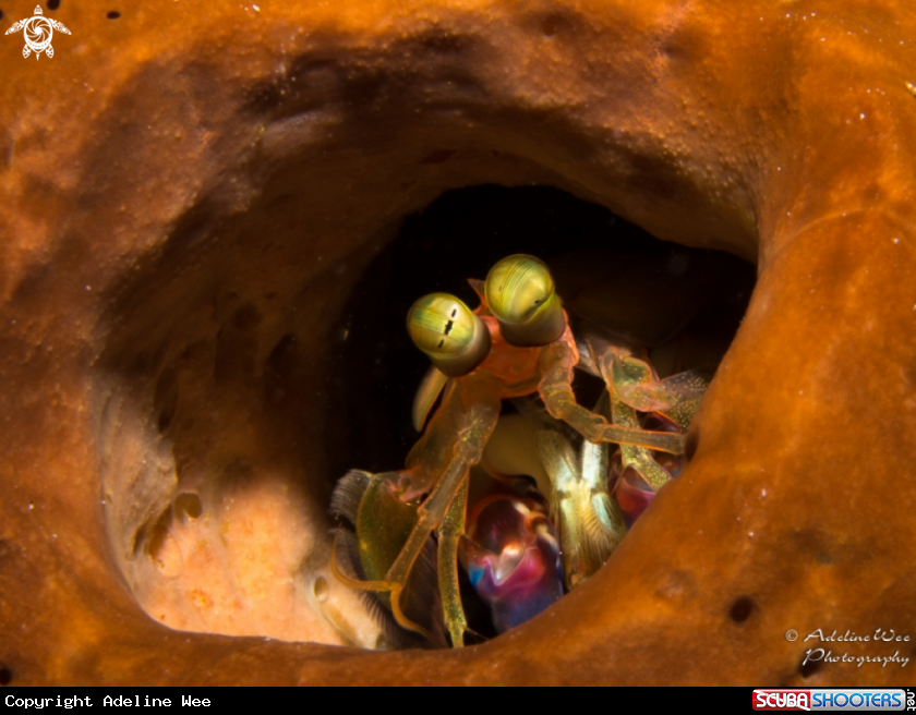 A Mantis shrimp