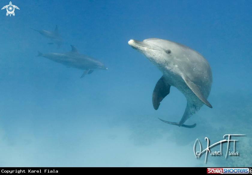 A dolphins