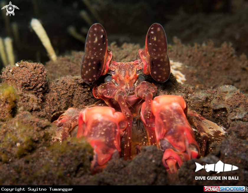 A Mantis Shrimp