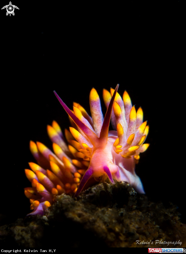 A Nudibranch