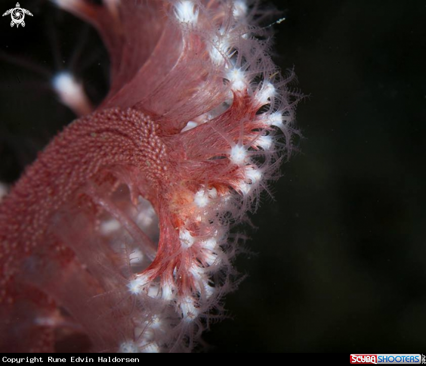 A Sea pen