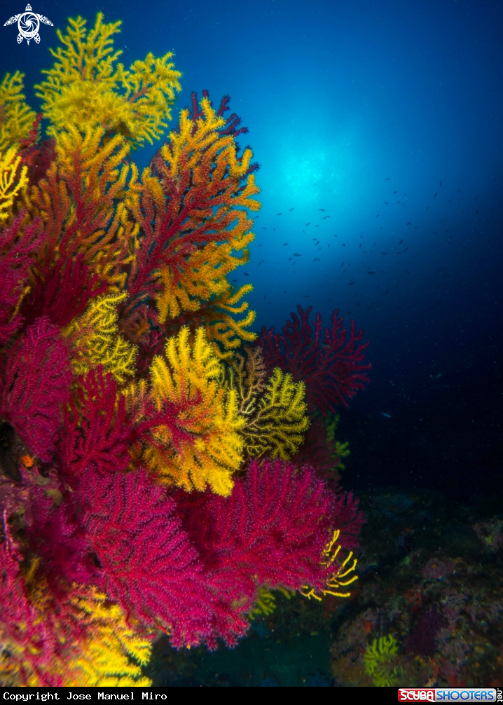A Gorgonian