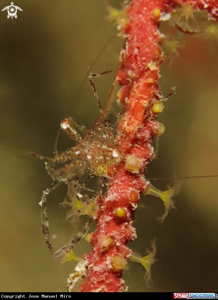 A Periclimenes