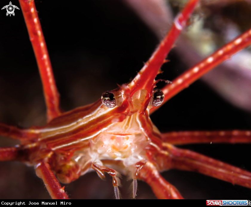 A Cangrejo araña