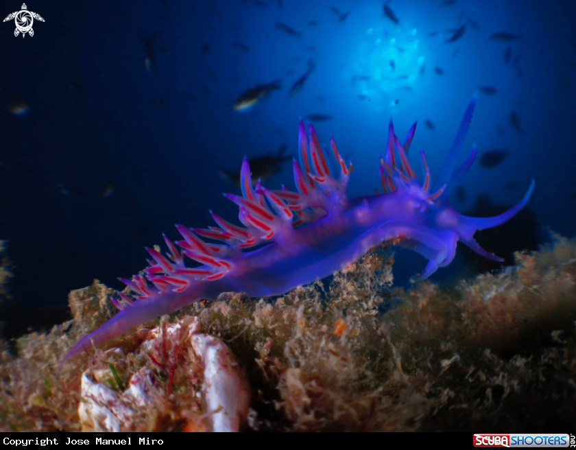 A Flabellina Affinis