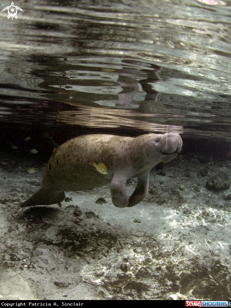 A Manatee