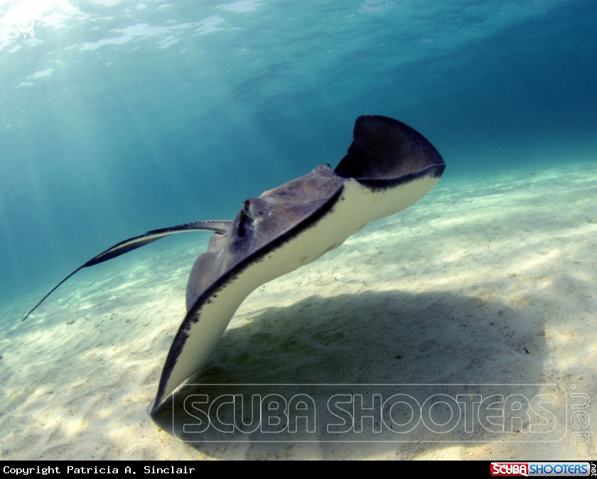 A Southern Stingray 