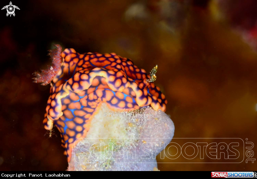A underwater creature