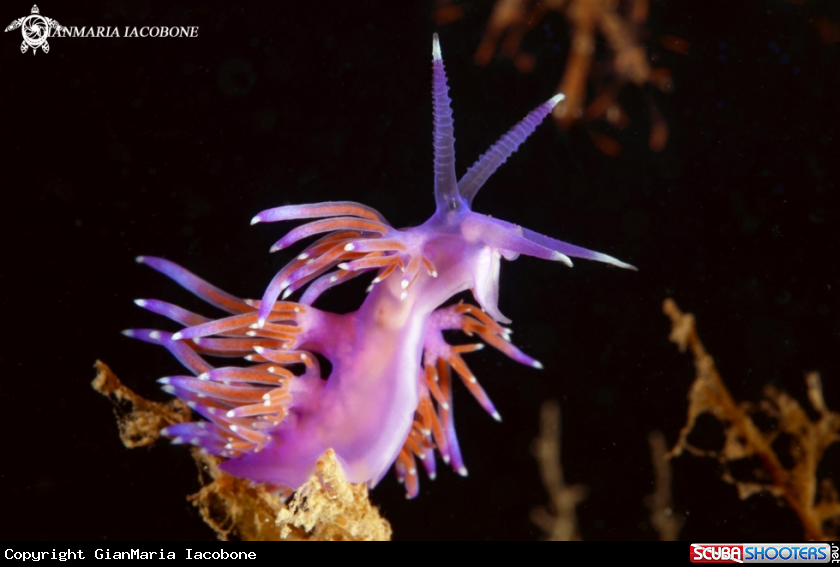 A Nudibranch