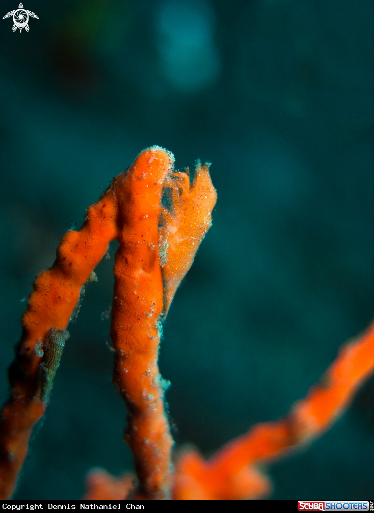 A Cryptic Sponge Shrimp