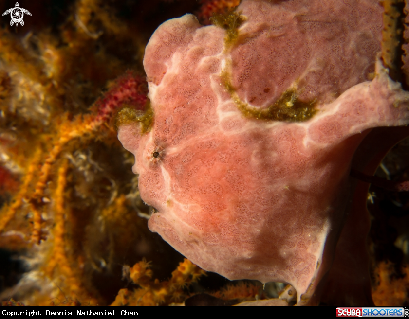 A Frogfish