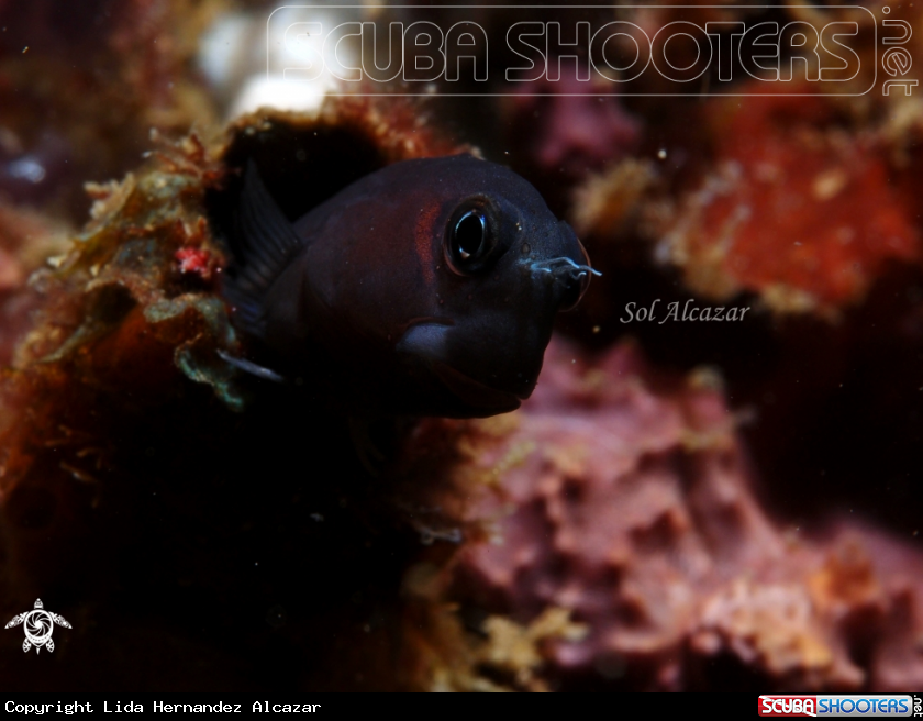 A underwater creature