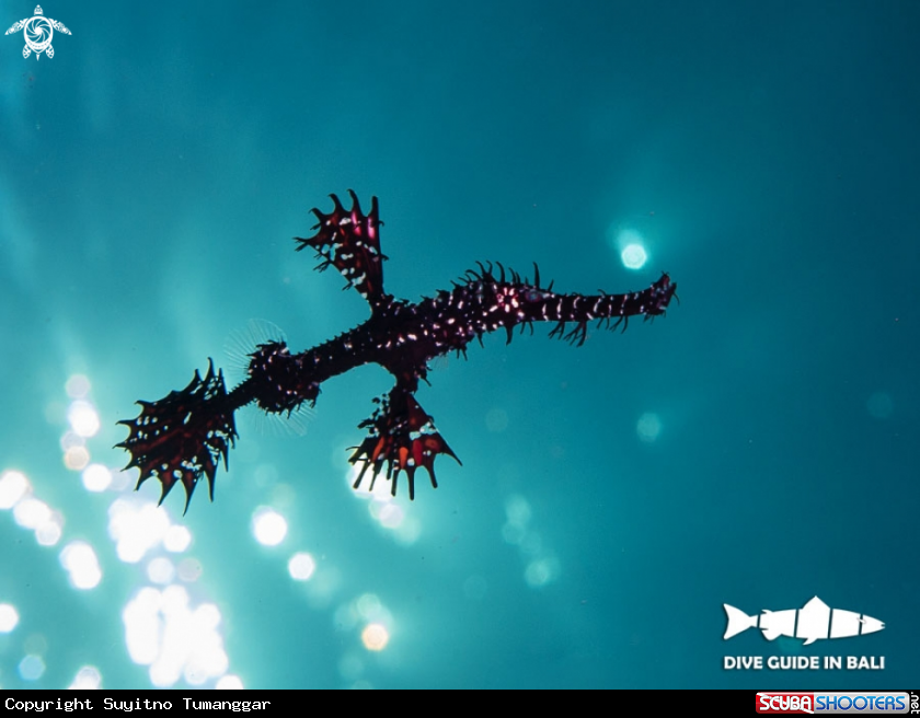 A Ghost Pipefish