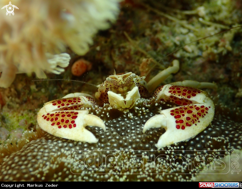 A Porcelaincrab ?