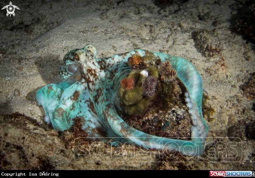 A Caribbean reef octopus